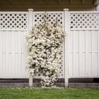 Kletterpflanze an Sichtschutzzaun Kletterpflanze an Sichtschutzzaun