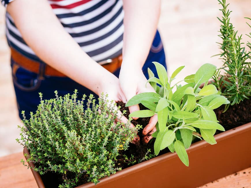 Frauenhände pflanzen Kräuter in einen Blumenkasten