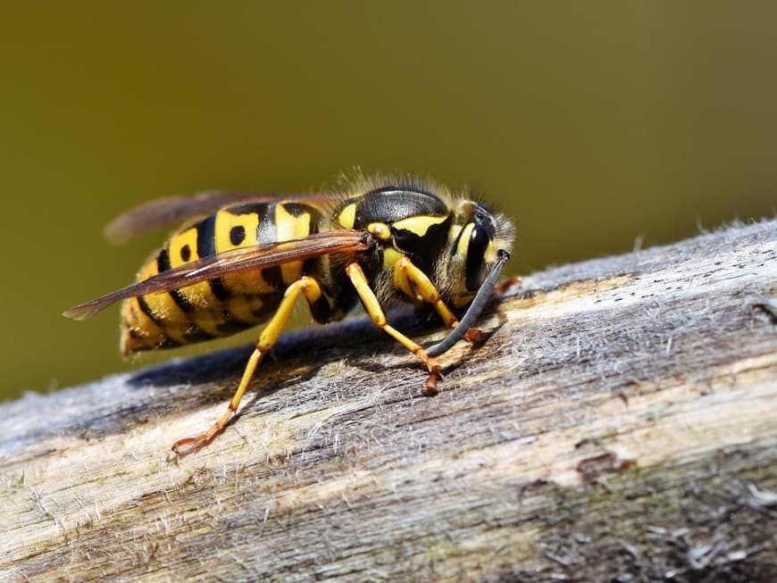 Wespe